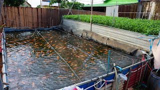 Thumbnail for Backyard Aquaponics Farming Fresh Tilapia Fish and Vegetables with RAS System (part 2) | Farm Channel