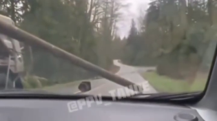 Thumbnail for They're always dropping their logs in the street 