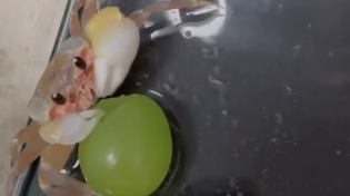 Thumbnail for Crab eats a grape