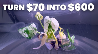 Thumbnail for Make Money by Cloning Rare Plants at Home | Plants in Jars