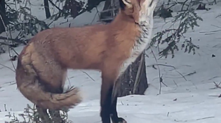 Thumbnail for Fox wakes up