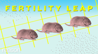Thumbnail for This mouse has two biological dads?! | ReasonTV