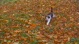 Thumbnail for not ready to let go | GAKHED