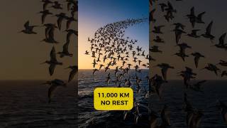 Thumbnail for This Bird Sees Something We're Completely Blind To #humanrevealed | Human Revealed
