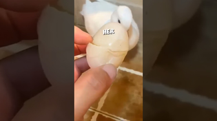 Thumbnail for This mother duck accidentally broke her egg 🥺💔 #shorts | Hublot Baggins