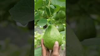 Thumbnail for Chow Chow Chutney #shorts | Great Indian Asmr