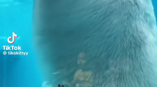 Thumbnail for they dont belong in captivity