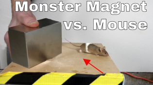 Thumbnail for What Does a Giant Monster Neodymium Magnet do to a Mouse? | The Action Lab