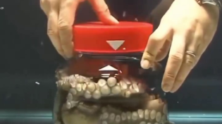 Thumbnail for Octopus unscrews the lid of a jar from the inside 