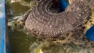 Thumbnail for honorary Florida man