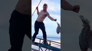 Thumbnail for Daring Ocean Rescue—He Walked a Plank to Save a Struggling Seagull | The Dodo