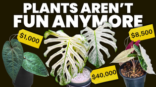 Thumbnail for The grindification of houseplants | Plants in Jars