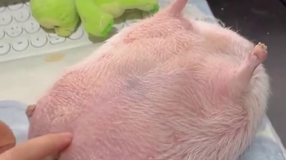 Thumbnail for Chicken surprise 