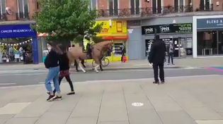 Thumbnail for Horse01