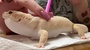 Thumbnail for Helping a lizard to shed its skin