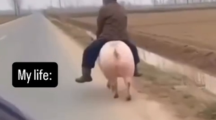 Thumbnail for How's your life going? 