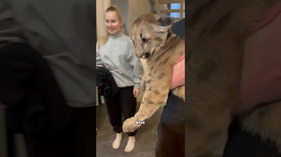 Thumbnail for Cougars are kittens #cute #animal #cat | Fur-tastic Moments 
