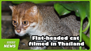 Thumbnail for Flat-Headed Cat Filmed In Thailand – The First Confirmed Sighting In Almost 30 Years | IFLScience