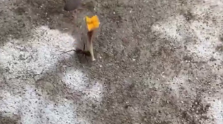 Thumbnail for Happy Valentine's Day