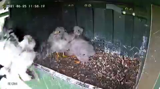 Thumbnail for Unexpected return