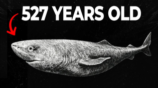 Thumbnail for Nothing About The Greenland Shark Is Normal… Here’s Why | BeyondTheBlue