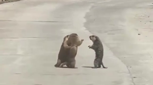 Thumbnail for Marmot fight