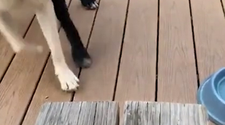 Thumbnail for World's smallest stick.