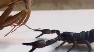 Thumbnail for Praying mantis vs Scorpion 🦂