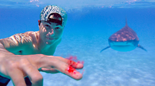 Thumbnail for Testing if Sharks Can Smell a Drop of Blood | Mark Rober