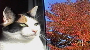 Thumbnail for October Forever | GAKHED