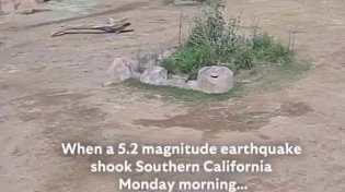 Thumbnail for How elephants at the San Diego Safari Park reacted during Monday's earthquake 