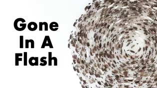Thumbnail for What happens when lightning strikes a reindeer cyclone? | Odd Animal Specimens
