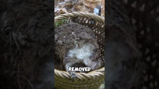 Thumbnail for Chewy snack made from banana root | Wild Wanderer • Village Food & Farm Life