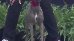 Thumbnail for Fastest running dog ever recorded – Winston the Whippet